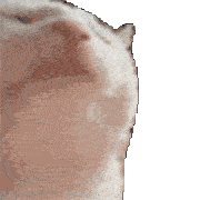 Cat listening to music