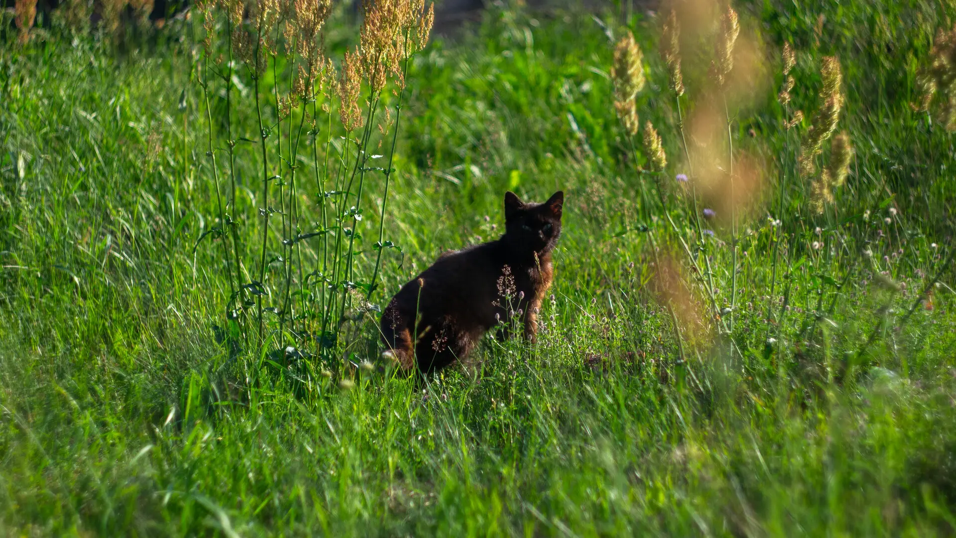 Made contact with the kitten from the village